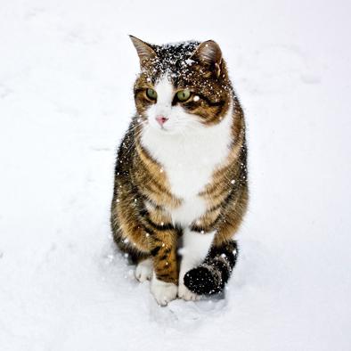 世界环游记:揭秘猫咪和汤的出奇友情,让国际旅行不再是遥不可及的憧憬